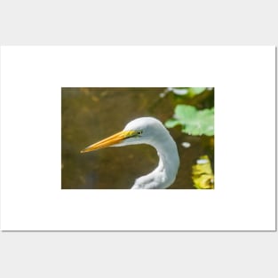 Great egret  in wildlife preserve Posters and Art